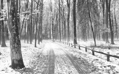 Forschungsreise: Winterformen – eine kleine Zeichenreise -13./14.12.25