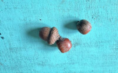 Drei Nüsse für Aschenbrödel – was berührt dich wirklich an diesem Märchen?